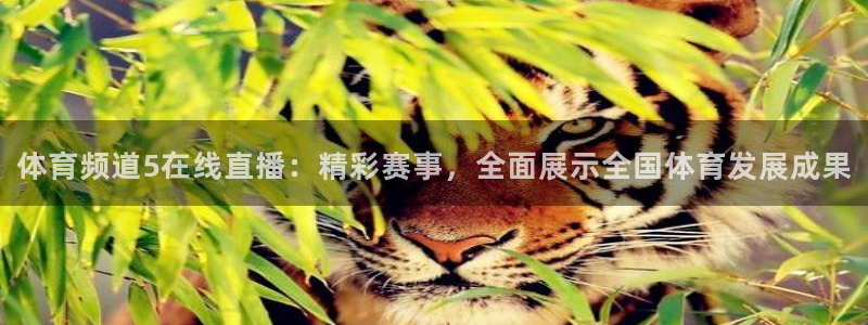 nba直播免费观看直播在线小九直播：体育频道5在线直播：精彩赛事，全面展示全国体育发展成果